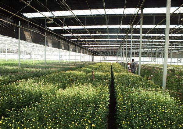 蔬菜溫室大棚要如何預防低溫冷害